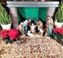 Fairy-lit nativity scene nestled in the security of the altar